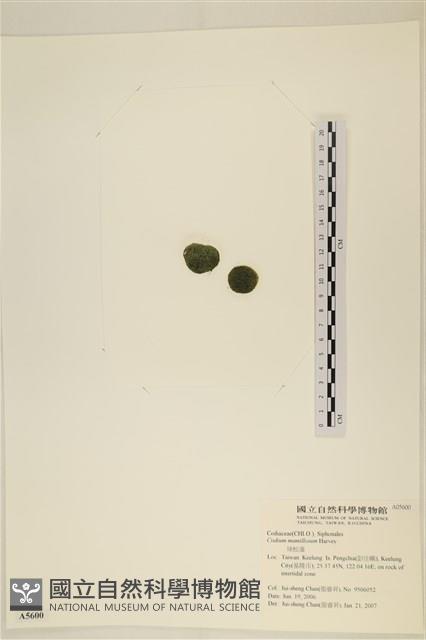 登錄號:A00005600藏品圖，第3張