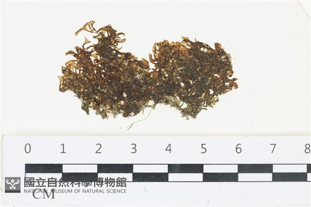 網胰藻藏品圖，第1張