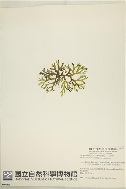 網目藻藏品圖，第3張
