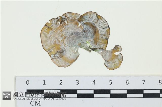 登錄號:A00001400藏品圖，第1張