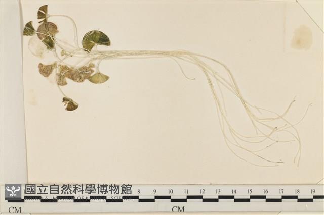 登錄號:A00005080藏品圖，第1張