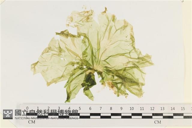 大石蓴, 石蓴藏品圖，第1張