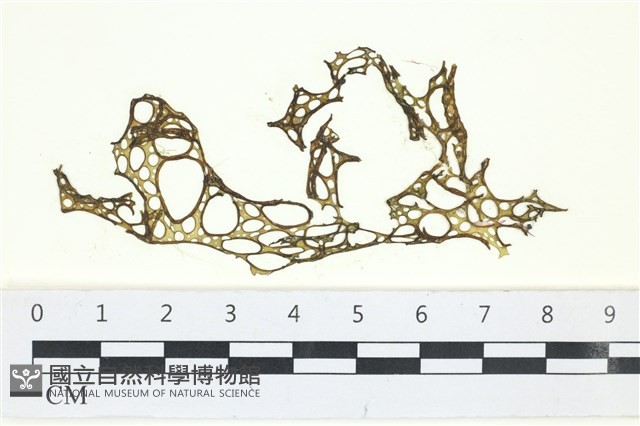 網胰藻藏品圖，第1張