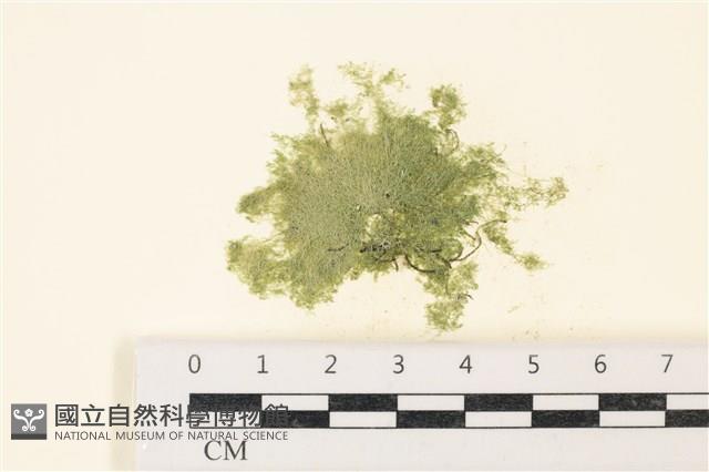 布氏藻藏品圖，第1張