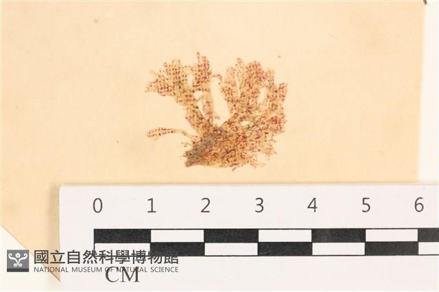 法囊藻藏品圖，第1張