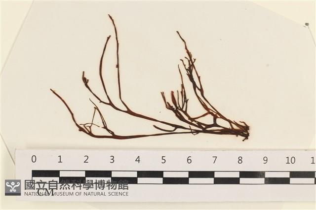 小毛孢藻, 小鹿角苔藏品圖，第1張