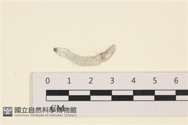 范氏蠕藻藏品圖，第1張