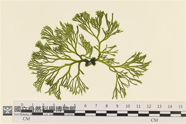 登錄號:A00006033藏品圖，第1張