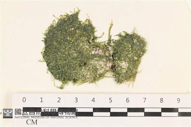 指枝藻藏品圖，第1張