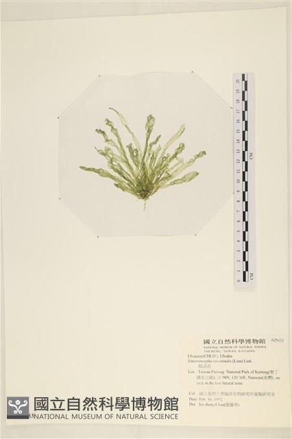 腸滸苔, 河石髮藏品圖，第3張