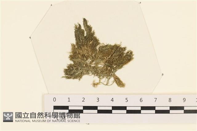 登錄號:A00003433藏品圖，第1張