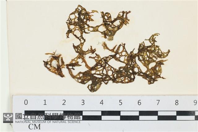 網胰藻藏品圖，第1張
