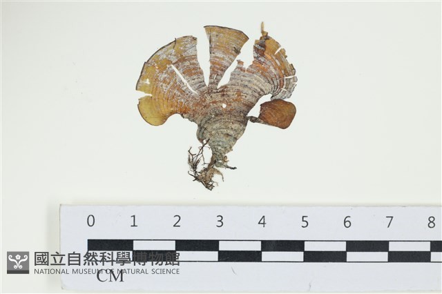 南方團扇藻藏品圖，第1張