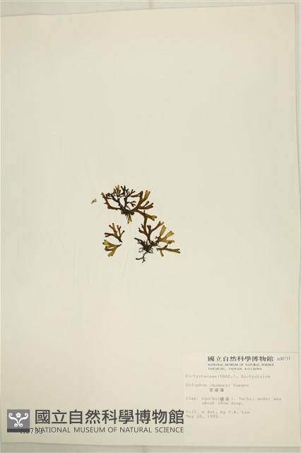 厚緣藻藏品圖，第3張
