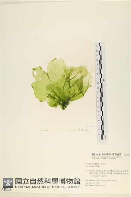 長片石蓴, 裂片石蓴藏品圖，第1張