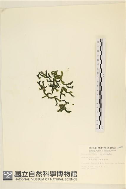 瘤狀水松, 瘤狀松藻藏品圖，第3張