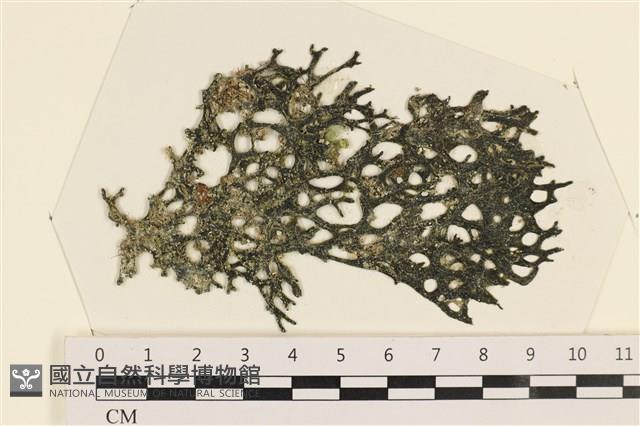 登錄號:A00005053藏品圖，第1張