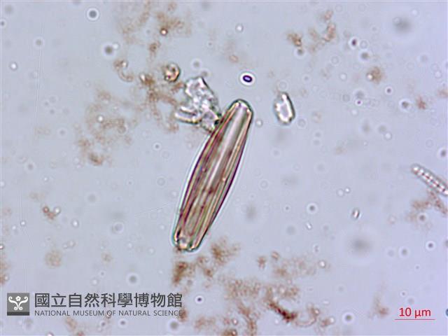 登錄號:A00004553藏品圖，第3張