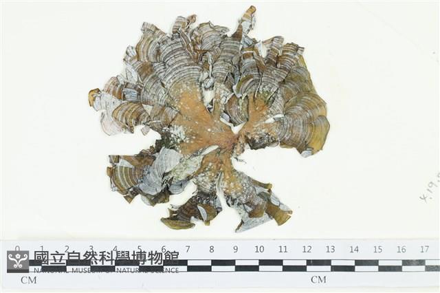 南方團扇藻藏品圖，第1張