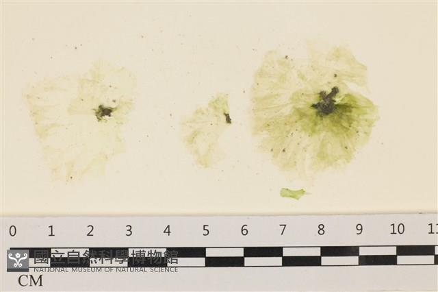 登錄號:A00001353藏品圖，第1張