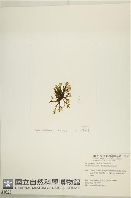 網目藻藏品圖，第3張