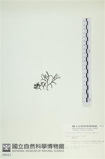 石牙藻, 石牙菜, 鐵釘菜藏品圖，第3張