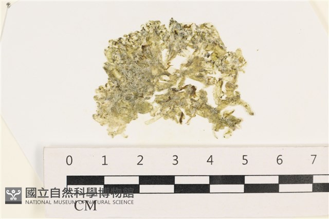 法囊藻藏品圖，第1張