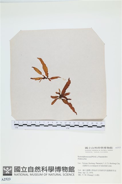 登錄號:A00002523藏品圖，第1張