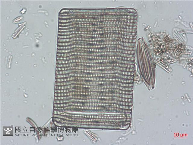 登錄號:A00004523藏品圖，第3張