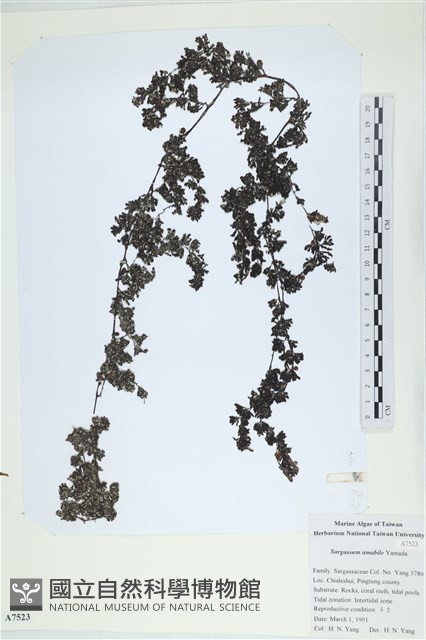 Accession Number:A00007523 Collection Image, Figure 1, Total 2 Figures