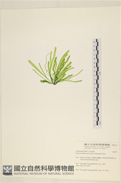 腸滸苔, 河石髮藏品圖，第3張