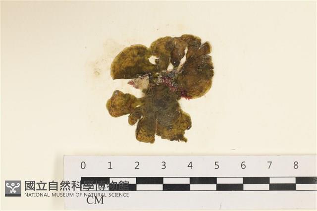 登錄號:A00005923藏品圖，第1張