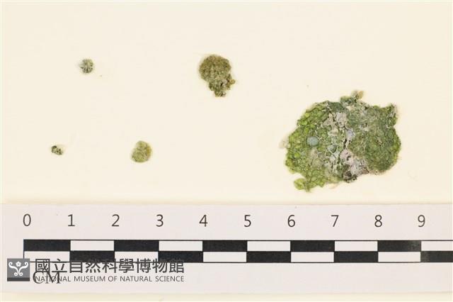 網球藻藏品圖，第1張