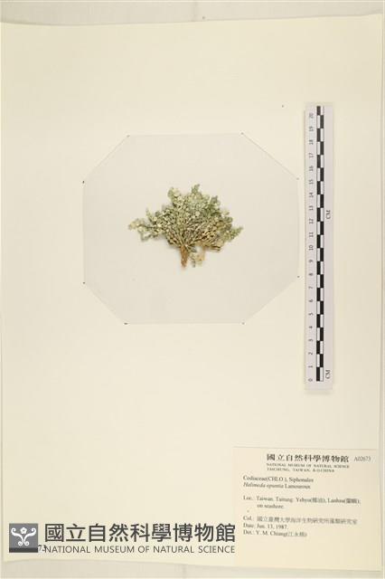 仙掌藻, 海仙人掌藏品圖，第3張