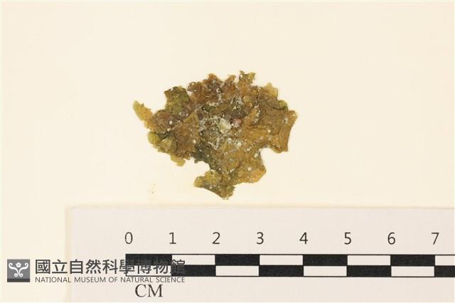 浮網藻, 肋葉藻藏品圖，第1張