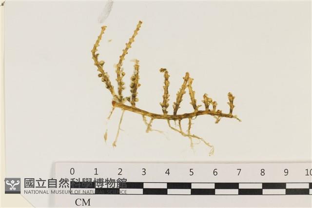 登錄號:A00006173藏品圖，第1張