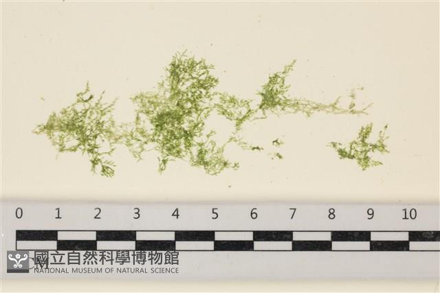 布氏藻藏品圖，第1張