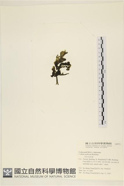 阿拉伯松藻藏品圖，第3張