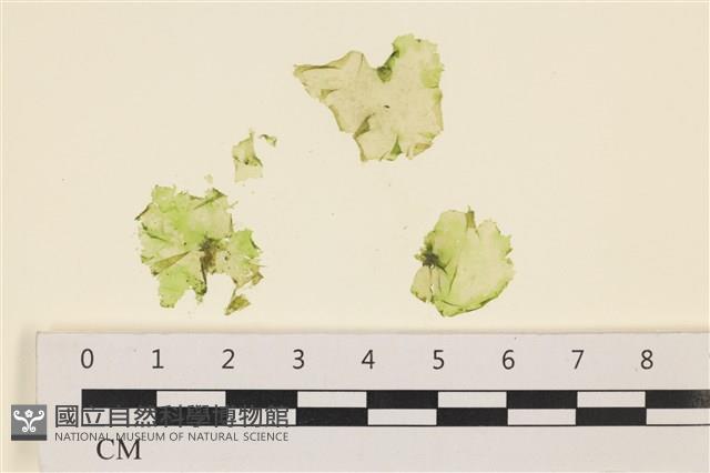 薄礁膜藻藏品圖，第1張