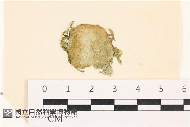 網球藻藏品圖，第1張