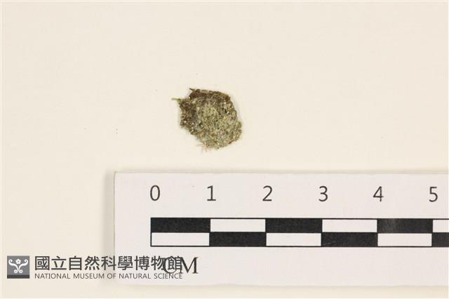 法囊藻藏品圖，第1張