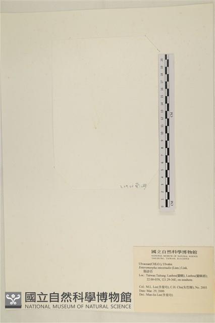 腸滸苔, 河石髮藏品圖，第3張