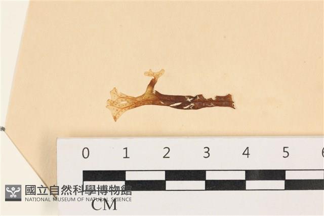膜葉海網蕨藏品圖，第1張