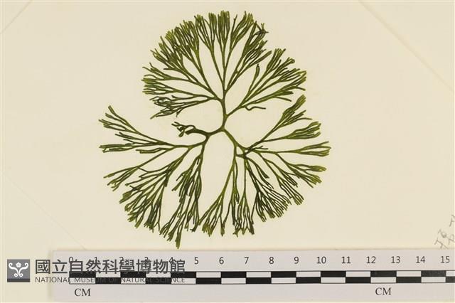 登錄號:A00006113藏品圖，第1張