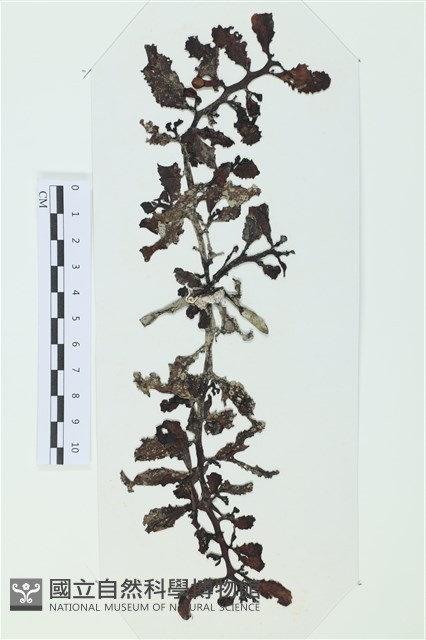 Accession Number:A00007113 Collection Image, Figure 1, Total 3 Figures