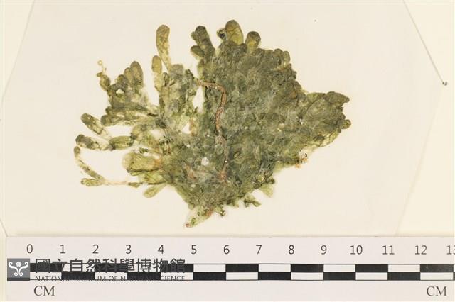 法囊藻藏品圖，第1張