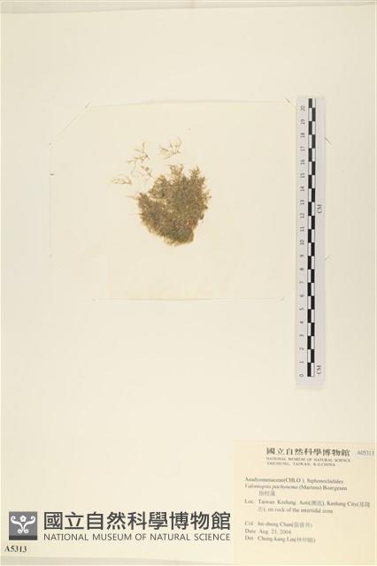 指枝藻藏品圖，第3張