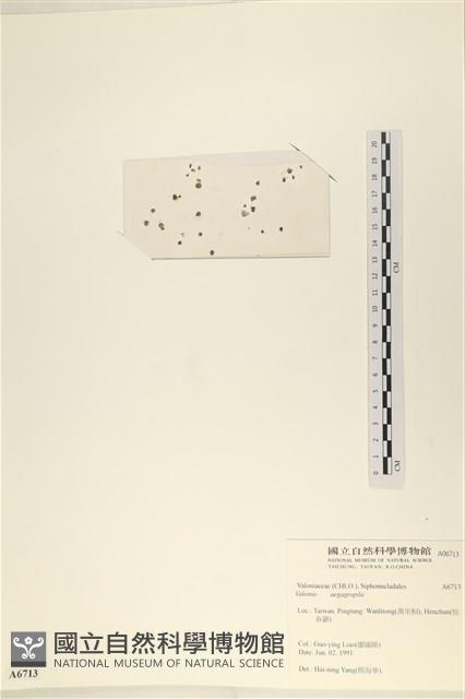 法囊藻藏品圖，第3張