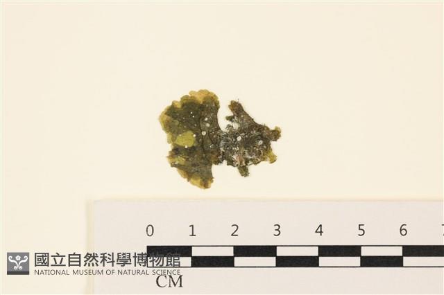 浮網藻, 肋葉藻藏品圖，第1張