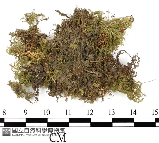日本孔雀蘚藏品圖，第3張